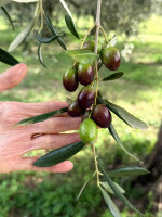 /album/galleria-di-foto/whatsapp-image-2025-10-12-at-15-25-20-jpeg/